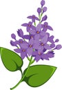 Lilac branch Royalty Free Stock Photo