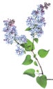 Lilac branch Royalty Free Stock Photo