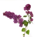 Lilac branch Royalty Free Stock Photo