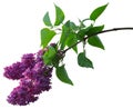 Lilac branch