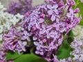 Lilac branch . All types of lilac differ in beautiful colors, which is why they are bred in gardens.