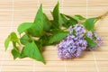 Lilac branch on bamboo