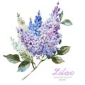 Lilac branch Royalty Free Stock Photo