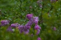 Lilac branch bloom. Bright blooms of spring lilacs bush. Spring blue lilac flowers close-up on blurred background. Bouquet of purp Royalty Free Stock Photo