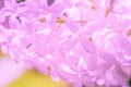 Lilac branch blossoming flower background,  plant summer Royalty Free Stock Photo