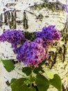 The original composition of the branch of lilac