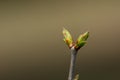 Lilac branch bud reborn in spring