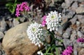 Lilac branch close-up. White and pink small flowers.scattering of stones