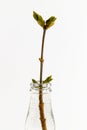 Lilac branch in glass vase