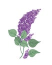 Lilac branch with gorgeous purple flowers and green leaves hand drawn on white background. Beautiful flowering woody