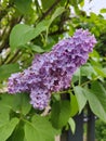 Lilac branch on a green bush