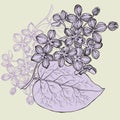 Lilac branch, hand-drawing. Vector illustration.