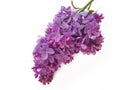 Lilac branch isolated on white background natural Royalty Free Stock Photo