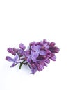 Lilac branch isolated on white background decoration violet Royalty Free Stock Photo