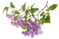 Lilac branch isolated on white background Royalty Free Stock Photo
