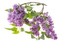 Lilac branch isolated on white background Royalty Free Stock Photo