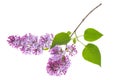Lilac branch isolated on white background Royalty Free Stock Photo