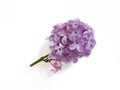 Lilac branch isolated on white background color decoration violet Royalty Free Stock Photo