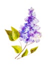 Lilac branch isolated on white, oil painting