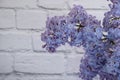 Lilac branch on old background violet beautiful decoration seasonal border fragrant