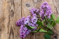 Lilac branch on old gray boards Royalty Free Stock Photo