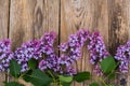 Lilac branch on old gray boards Royalty Free Stock Photo