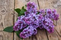 Lilac branch on old gray boards Royalty Free Stock Photo