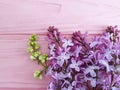 Lilac branch on a pink wooden background, frame Royalty Free Stock Photo