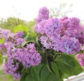 A bunch of sunlit beautiful Lilac Royalty Free Stock Photo