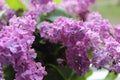 Lilac flowers brings the mood of spring Royalty Free Stock Photo