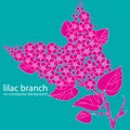 Lilac branch