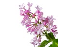 Lilac branch with water drops on a white background Royalty Free Stock Photo