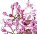 Lilac branch with water drops on a white background Royalty Free Stock Photo