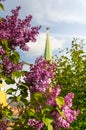 Lilac branches on the background of the Troitskaya Tower of Moscow Kremlin in Moscow, Russia Royalty Free Stock Photo