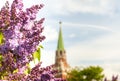 Lilac branches on the background of the Troitskaya Tower of Moscow Kremlin in Moscow, Russia Royalty Free Stock Photo