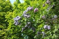 Lilac branches bloom against the green maples