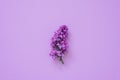 Lilac branches on a colored background. Easter, March 8, Mother\'s Day, spring has come