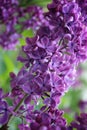 lilac branches on a green background, lilac bushes, beautiful natural background, spring, lilac flowers