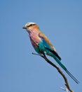 Lilac-breasted Roller Royalty Free Stock Photo