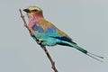 Lilac-breasted roller Royalty Free Stock Photo