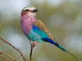 Lilac-breasted Roller Royalty Free Stock Photo