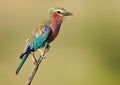 Lilac-breasted roller Royalty Free Stock Photo