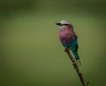 Lilac breasted roller