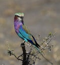 Lilac Breasted Roller