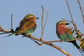 Lilac-breasted Roller Royalty Free Stock Photo