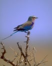 Lilac-breasted Roller Royalty Free Stock Photo