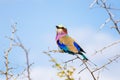 Lilac Breasted Roller, african bird. South Africa