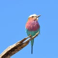 Lilac-breasted roller Royalty Free Stock Photo