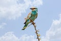 Lilac Breasted Roller