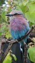 Lilac breasted roller bird in London zoo Royalty Free Stock Photo